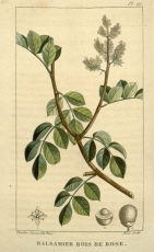 Amyris - Amyris balsamifera (westindisches Sandelholz)
