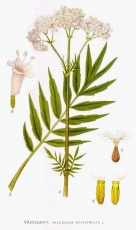 Baldrian - Valeriana officinalis
